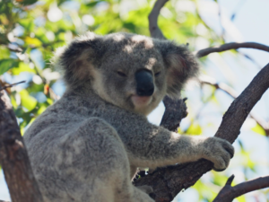 east coast australia itinerary