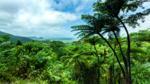 cape tribulation and daintree rainforest